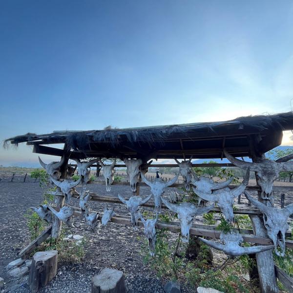 3 Days 2 Nights Explore Banyuwangi - Djawatan Forest, Green Island, Menjangan, Tabuhan, Baluran, and Ijen - Image 2