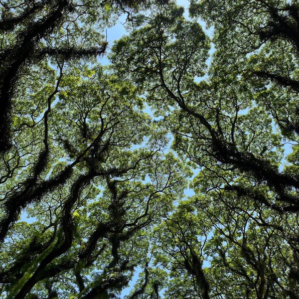 3 Days 2 Nights Explore Banyuwangi - Djawatan Forest, Green Island, Menjangan, Tabuhan, Baluran, and Ijen - Image 3