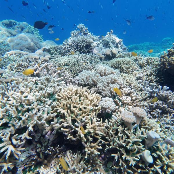 3 Days 2 Nights Explore Banyuwangi - Djawatan Forest, Green Island, Menjangan, Tabuhan, Baluran, and Ijen - Image 6