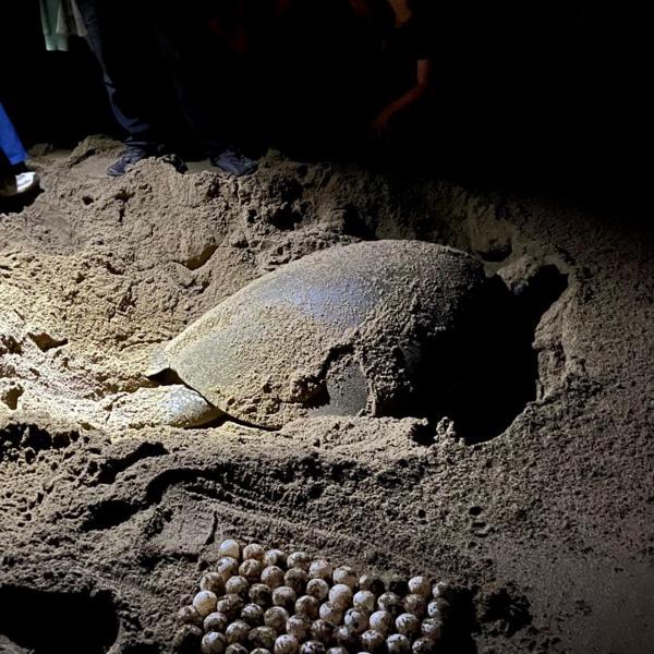 Sea Turtle Laying Eggs