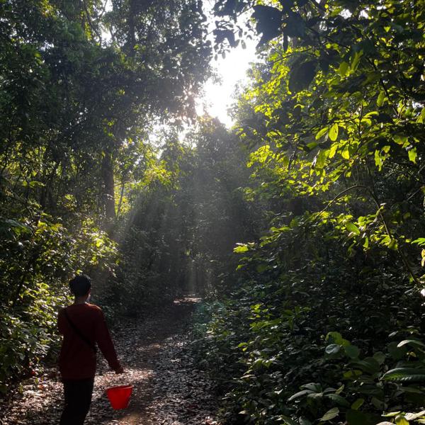 Trekking Through the Forest