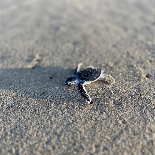 Baby Sea Turtle
