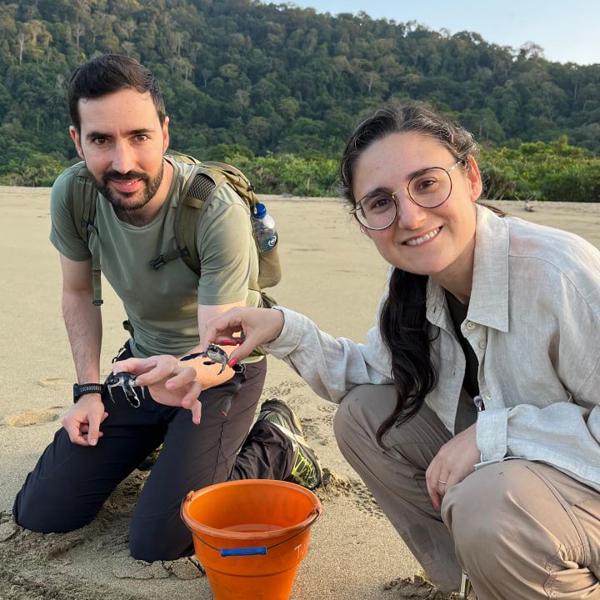 Releasing baby sea turtles